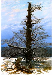The Oak Tree in the Snow