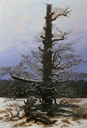 Oak Tree in the Snow