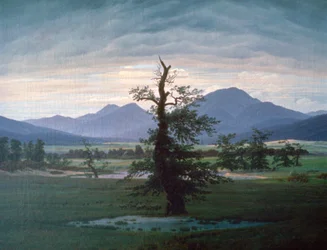 The Solitary Tree