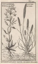 Centaury and Mouse Tail
