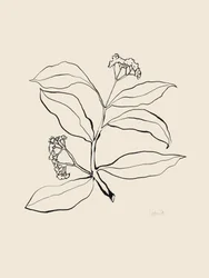 Botanical Line Drawing