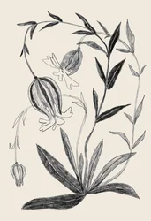 Delicate Botanical Sketch