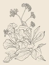 Elegant Botanical Drawing