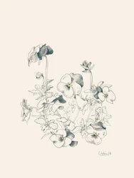 Pansy Botanical Sketch