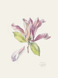 Pink Watercolor Magnolia