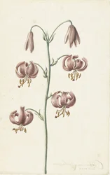 Twig with Reddish-Brown Lilies
