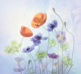 Colorful Ethereal Blooms