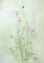 Delicate Cosmos Blooms