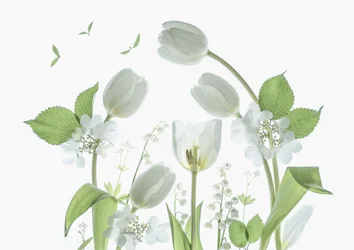 Ethereal White Tulips