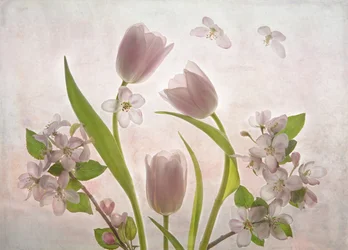 Soft Pink Tulips Blossoms