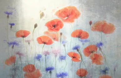 Soft Poppy Meadow