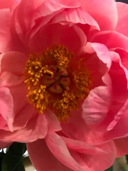 Composition - Flowers