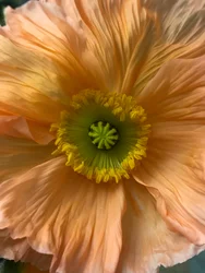 Composition - Flowers