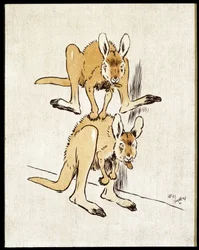 Comic Kangaroos. Two Kangaroos Play a Sheep Jump