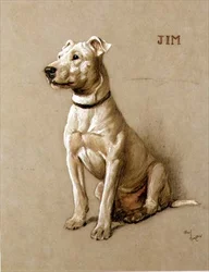 Jim, a Bull Terrier
