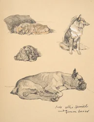 Peke, Collie, Spaniel and German Boxer, 1930, Illustrations from his Sketch Book for 