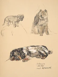 Pekinese, Chow and Spaniel, 1930, Illustrations from his Sketch Book used for Just Among Friends, Aldin, Cecil Charles Windsor, later Published by Eyre and Spottiswoode Limited, 1934