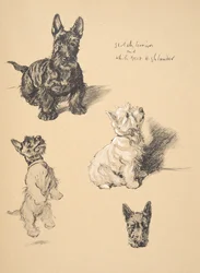 Scotch Terrier and White West Highlander, 1930, Illustrations from his Sketch Book used for Just Among Friends
