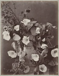 Flower Study with Cologne Pot