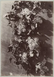 Flower Study with Branches