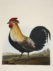 Cock, Phasianus, from 