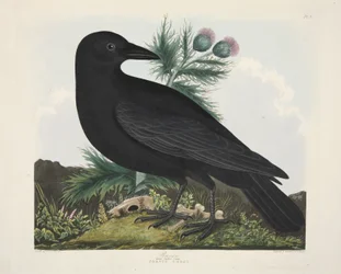 Raven, Corvus Corai, from 