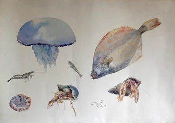 Watercolor with jellyfish, c.1901