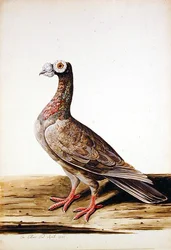 A Woodgrouse, Hen