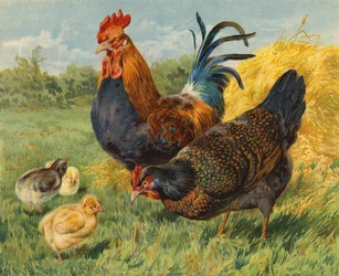 Chickens