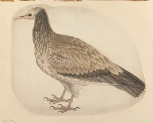 Egyptian Vulture