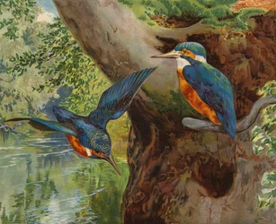 Kingfishers