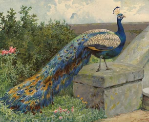 Peacock