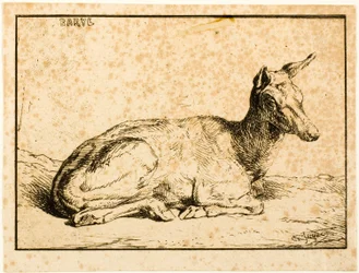 A Doe
