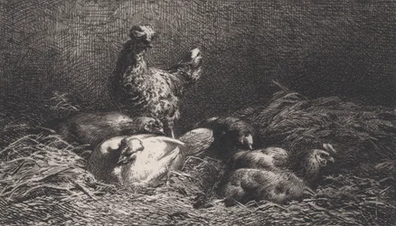 Poules