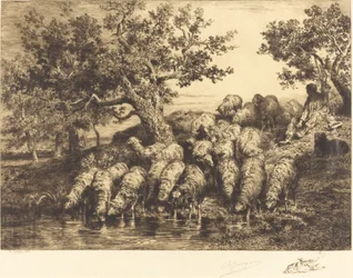 Sheep at the Watering Place