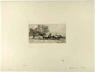 Team of Oxen
