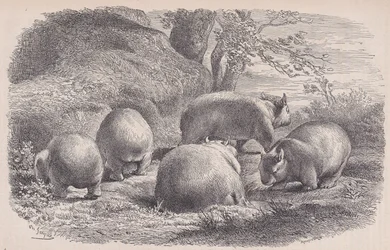 The Wombat, from Le Magasin Pittoresque