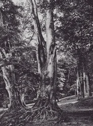 A Glade in Knole Park