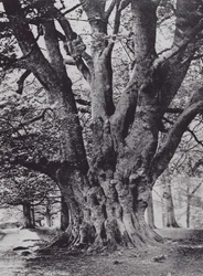 King Beech, Knole Park