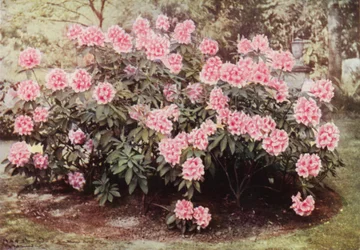 Rhododendron Pink Pearl, at 