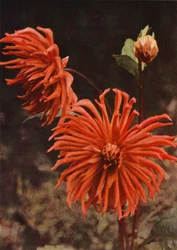 The Cactus Dahlia "Brisbane"