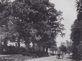 The Seven Oaks