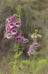 Wild Flowers: Foxglove