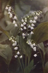 Wild Flowers: Lily of the Valley