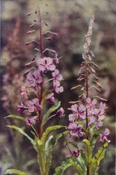 Wild Flowers: Rose-Bay Willow Herb