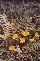 Wild Flowers: Silverweed