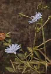 Wild Flowers: Succory