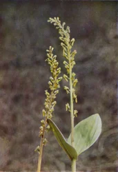 Wild Flowers: Twayblade