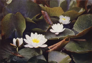 Wild Flowers: White Water Lily