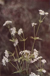 Wild Flowers: Woodruff